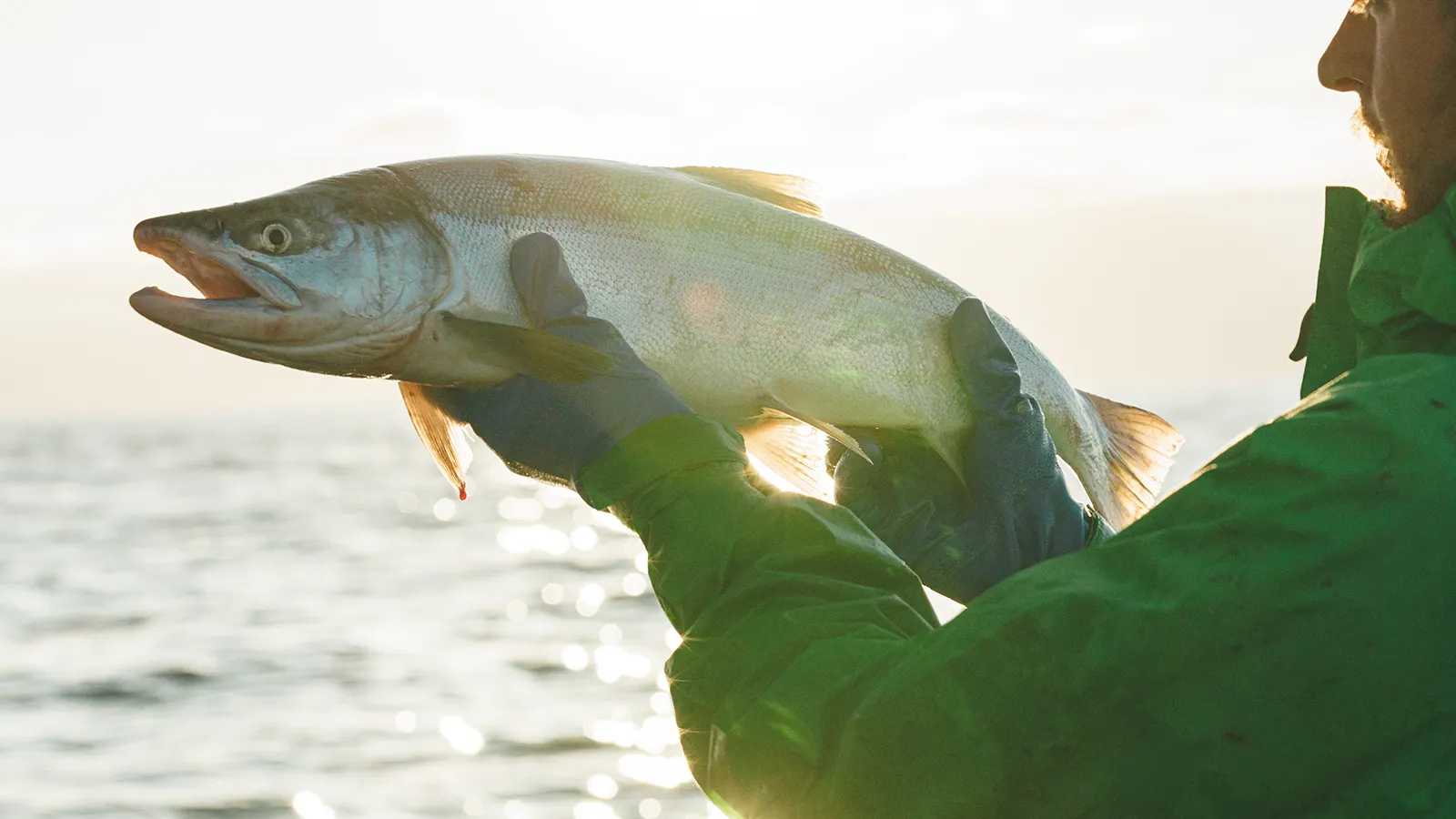Fresh Bristol Bay Salmon Fisherman