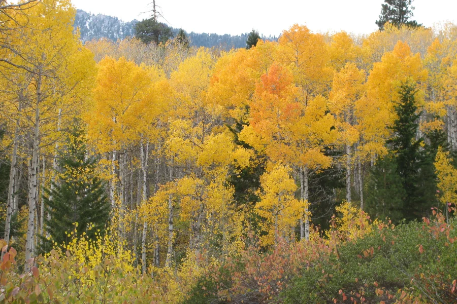 Boise National Forest Aspens Golden aspens in the Boise National Forest near Idaho City in October