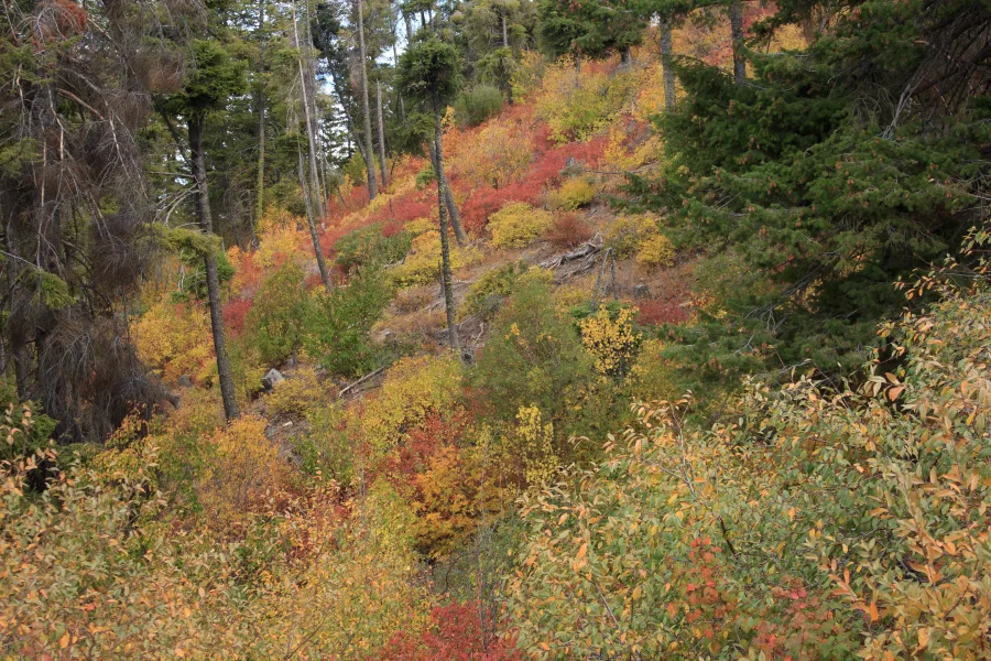 Boise Ridge Road Fall Color Fall color on the hillsides along Boise Ridge Road above Boise