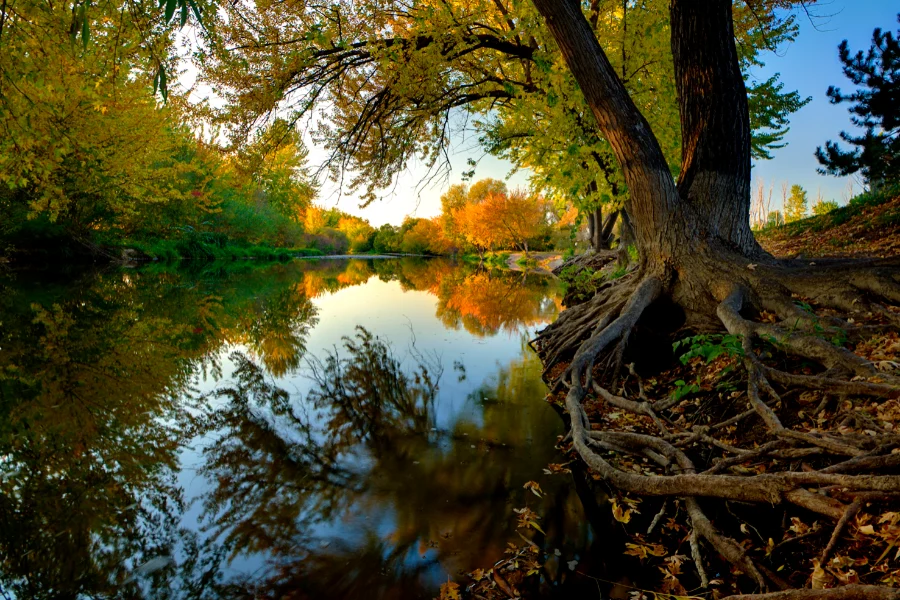 Boise River Greenbelt Fall Golden cottonwoods reflected in the Boise River along the Greenbelt in fall