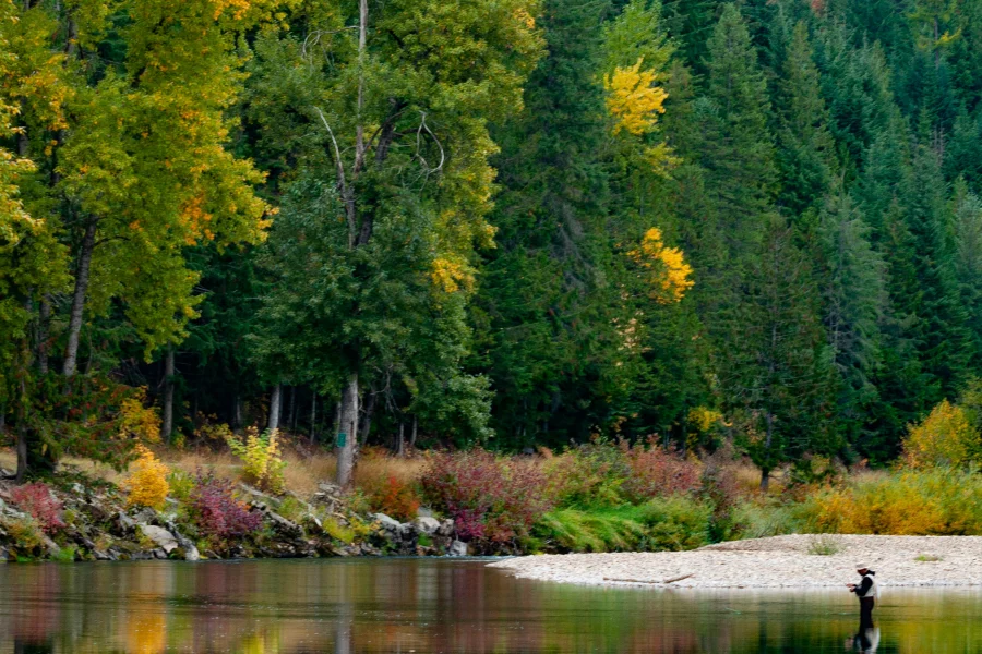 Coeur dAlene River Fall Golden cottonwoods reflected in the Coeur d'Alene River in fall