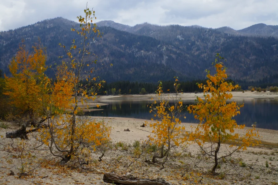 Deadwood Reservoir Aspens Lowman Fall aspens on the shore of Deadwood Reservoir in the Lowman Ranger District