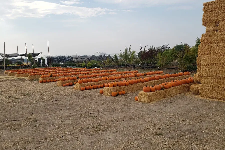 Jordans Pumpkin Patch
