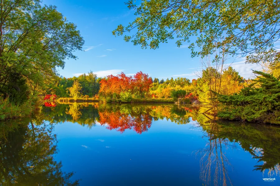 Kathryn-Albertson-Park-Pond-Fall Red and gold trees reflected in the pond at Kathryn Albertson Park in Boise