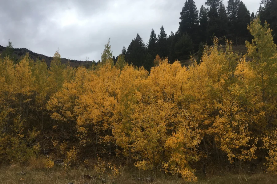 Ketchum Fall Aspens Golden aspen stand near Ketchum, Idaho in late September