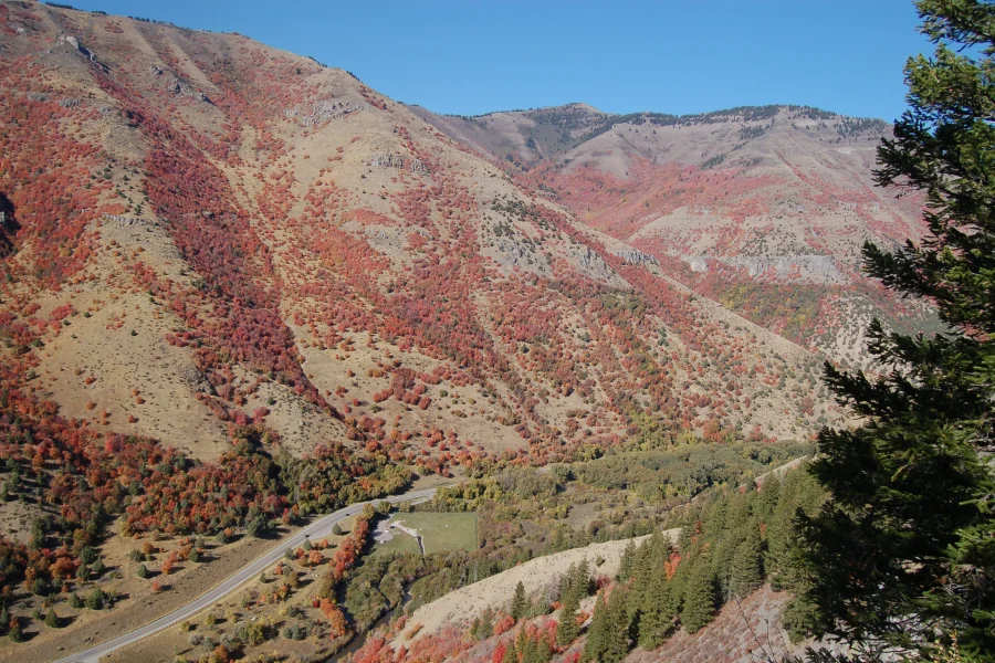 Logan Canyon Red Maples Red maples covering the slopes of Logan Canyon near Bear Lake in fall