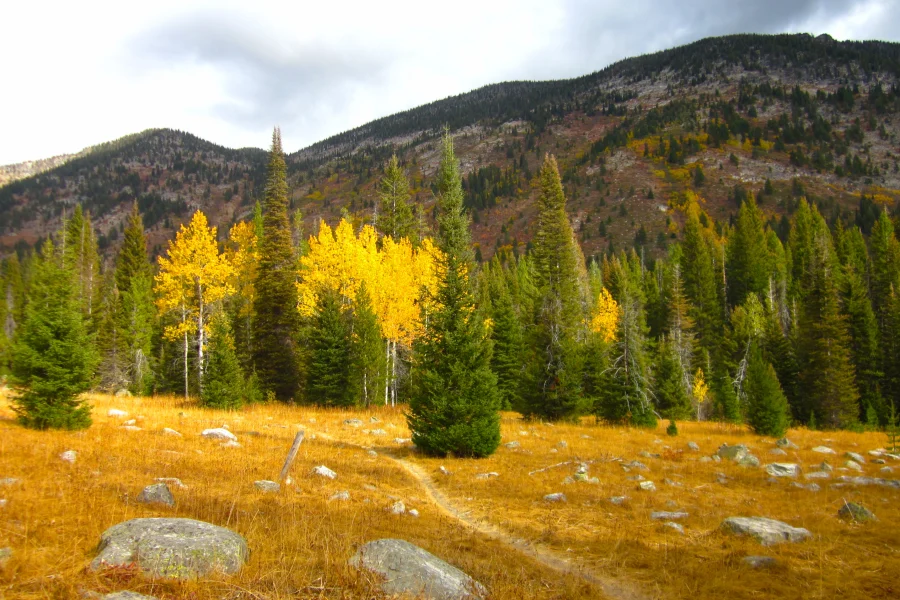 McCall Fall Aspens Golden aspens and meadow near McCall, Idaho in fall