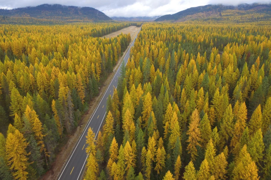 Priest Lake Golden Larch Highway through golden western larch near Priest Lake, Idaho in late October