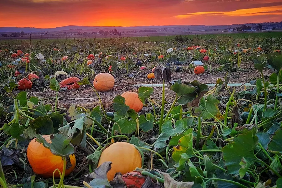 Shinndig Farms