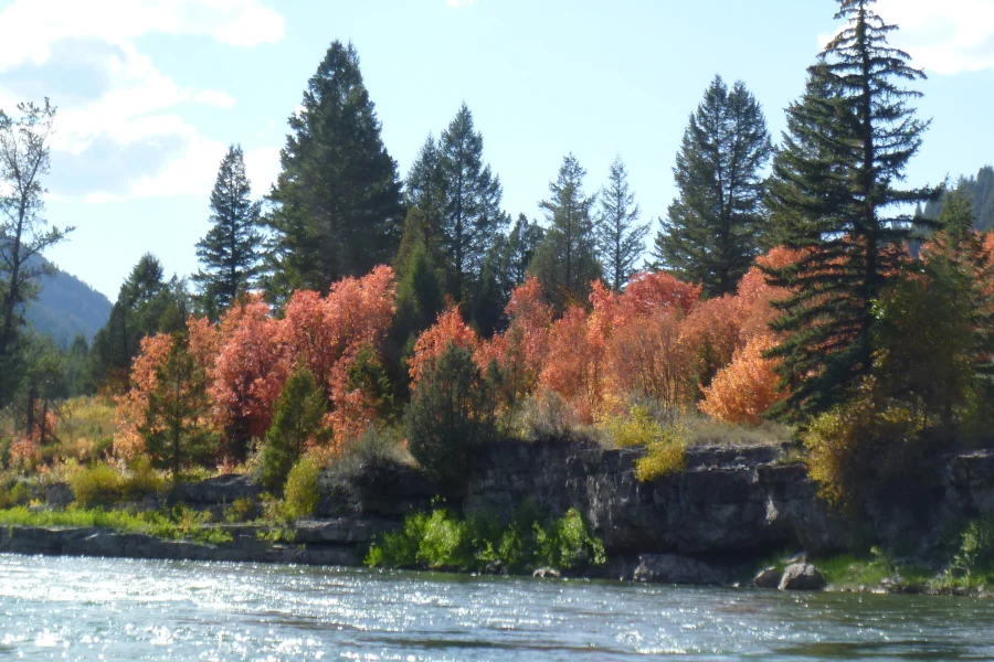 Snake River Canyon Fall Cottonwoods Red and orange cottonwoods along the Snake River canyon above Palisades in fall