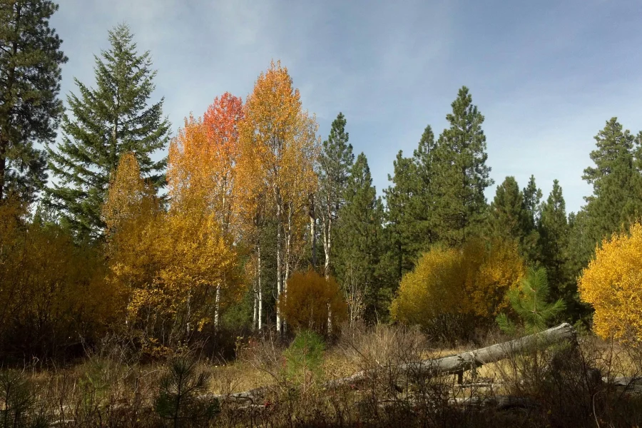 Wallowa Whitman Fall Aspens Fall aspens among ponderosa pines in the Wallowa-Whitman National Forest, Oregon