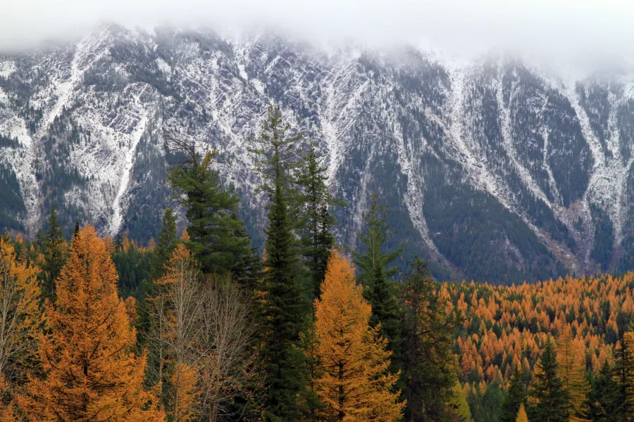Western Larch Golden Needles